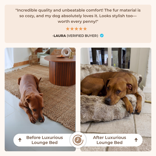 New: The Science of Canine Comfort