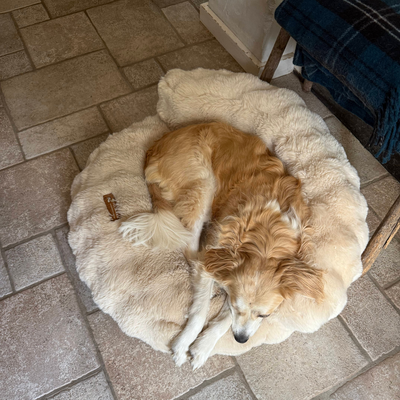 New: The Science of Canine Comfort