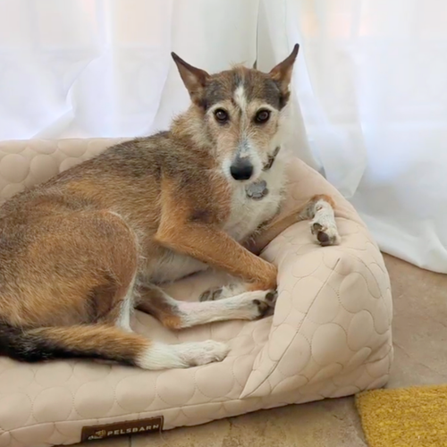 Cooling Orthopedic Bed