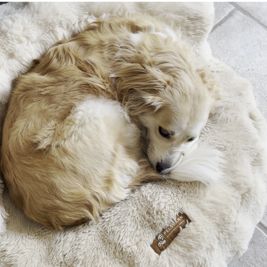 New: The Science of Canine Comfort