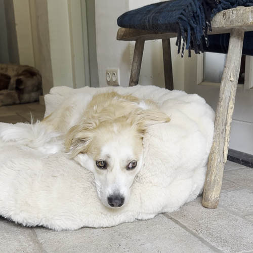 New: The Science of Canine Comfort