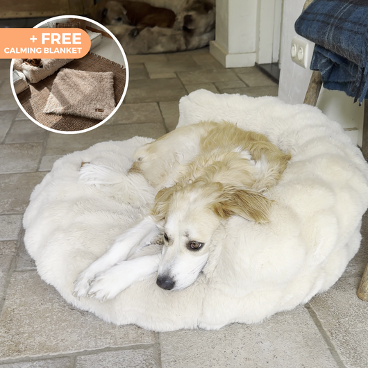 New: The Science of Canine Comfort