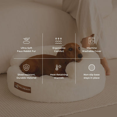 New: The Science of Canine Comfort