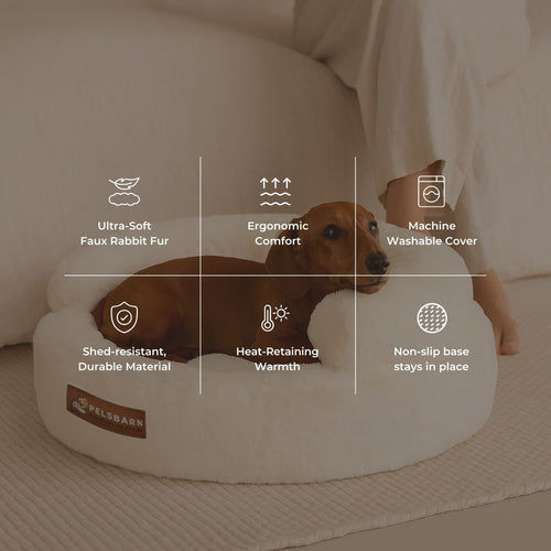 New: The Science of Canine Comfort