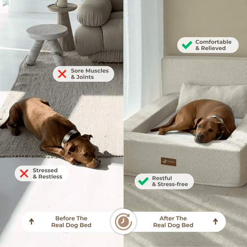 REAL orthopedic bed for dogs (including mattress and pillow)
