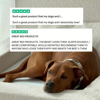 The Real Dog Bed + Free Calming Blanket