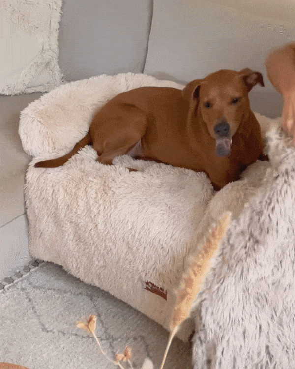 The Bed Your Dog Needs This Summer